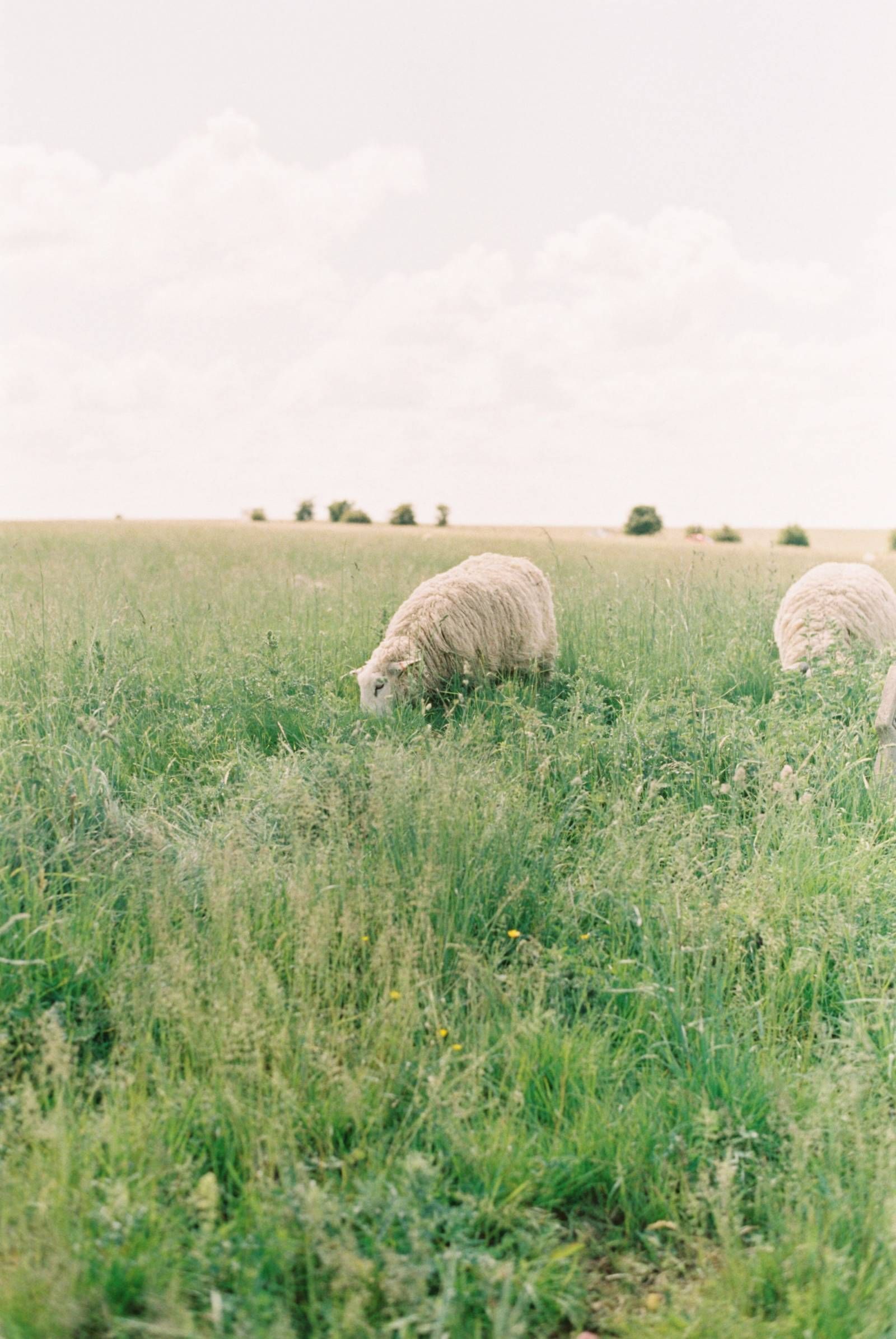 How to Wash Wool