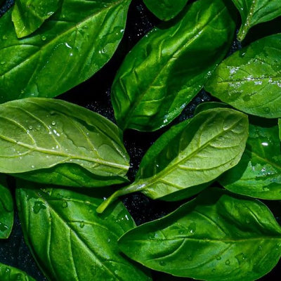 Basil