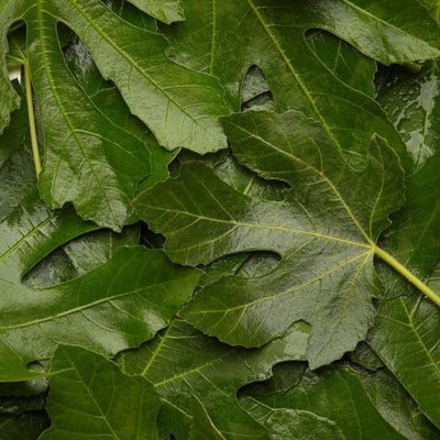 Fig Tree
