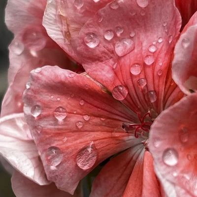 Geranium