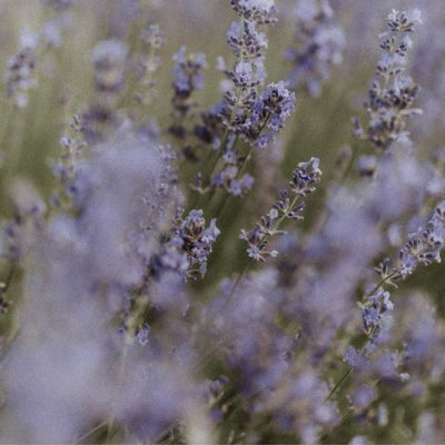 Lavender